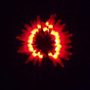 C16050 50 LED Red Chili Pepper Lights bunched light by RC Company LLC